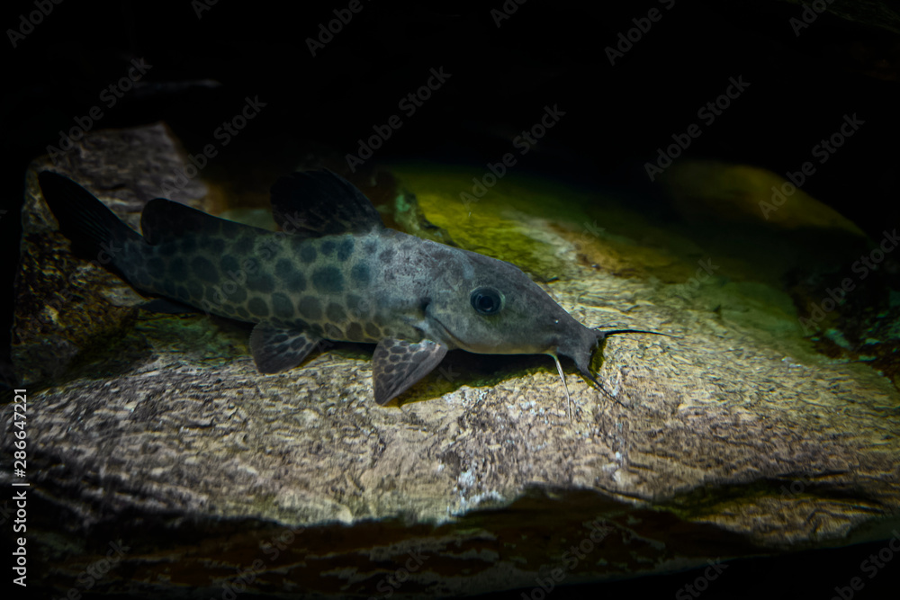 poisson chat poisson chat