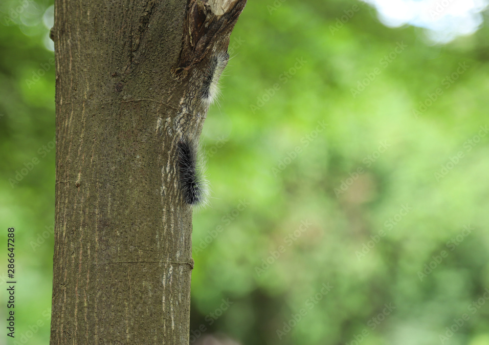 Obraz premium Slug worm on tree