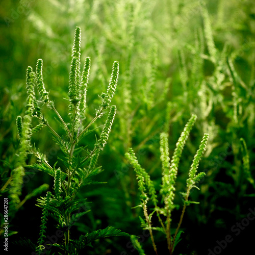 Green plant with blurry background. Beauties of nature. Green plant background.