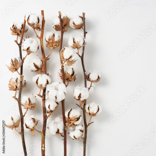 Dried white fluffy cotton flower top view on white wood floor.