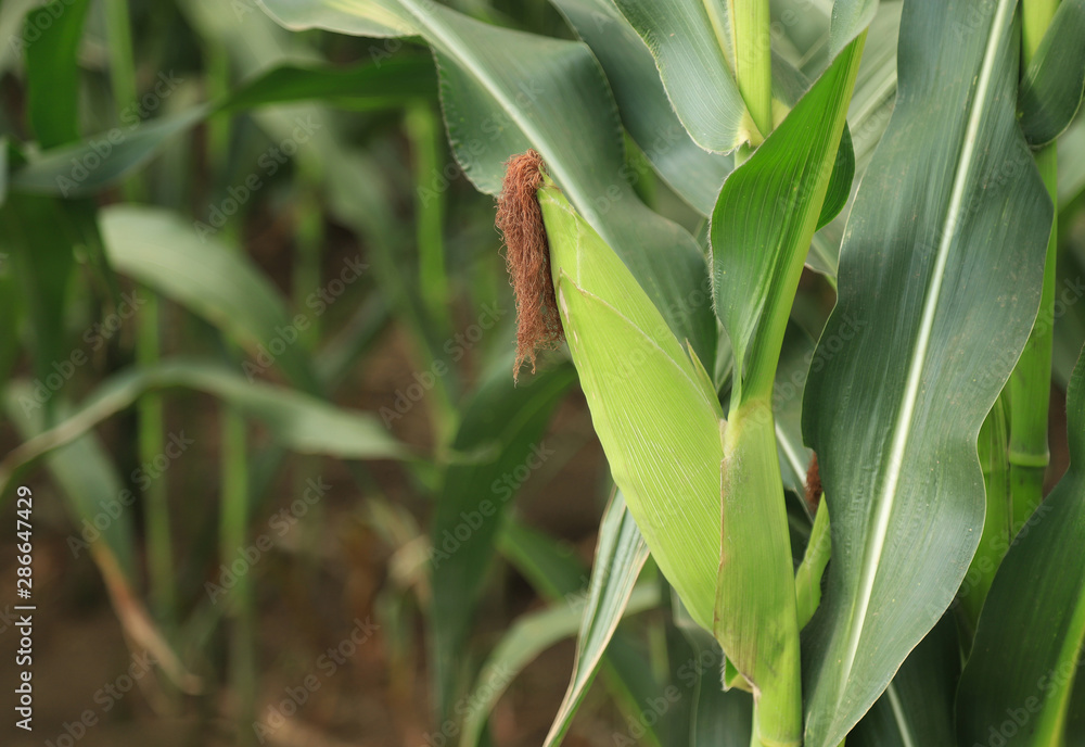 corn in field from local agriculture farm 