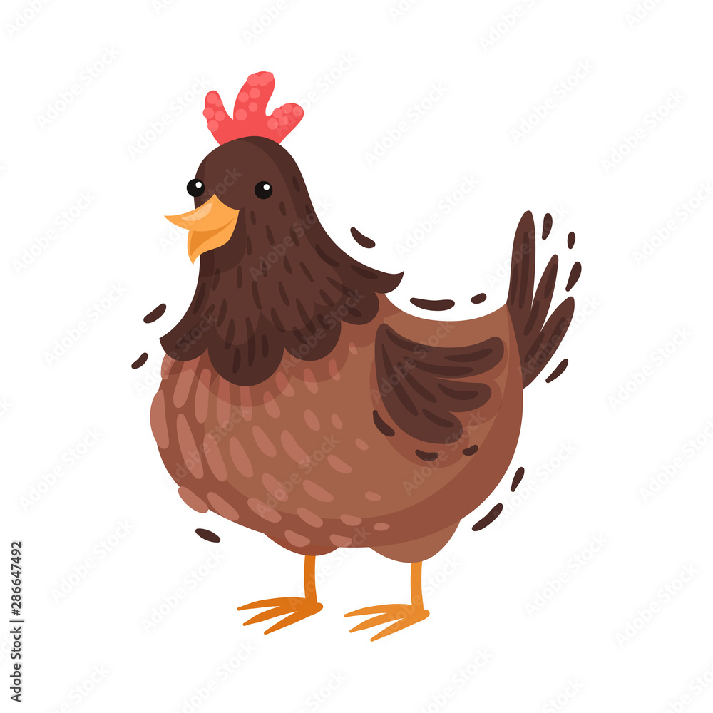 Fototapeta premium Adult chicken. Vector illustration on a white background.