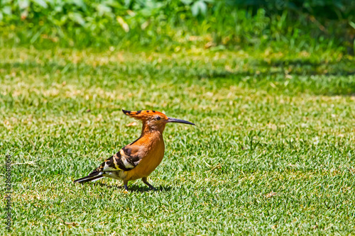 African Hoopoe bird feeding on lawn photo