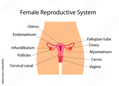Female Reproductive System useful for education in schools and clinics