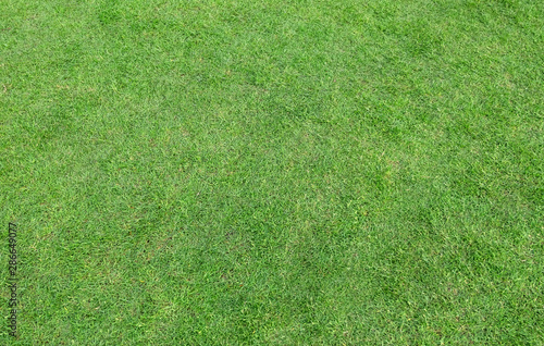 Green grass pattern and texture for background.
