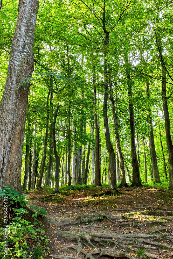 Obraz premium Beautiful Green Forest In Summer. Countryside Road, Path, Way, Lane, Pathway On Sunny Day In Spring Forest