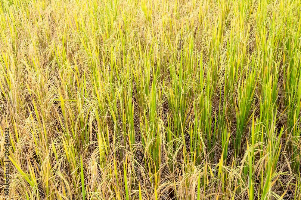 Fototapeta premium Paddy rice in field in rainy season.