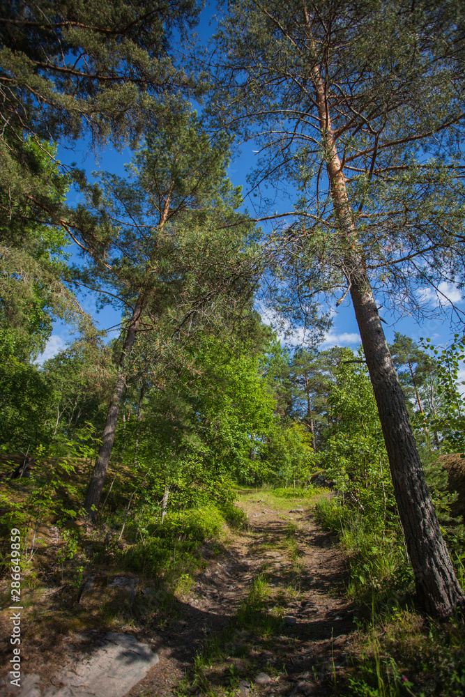 Fototapeta premium Path in the summer forest. Road between trees in sunny weather