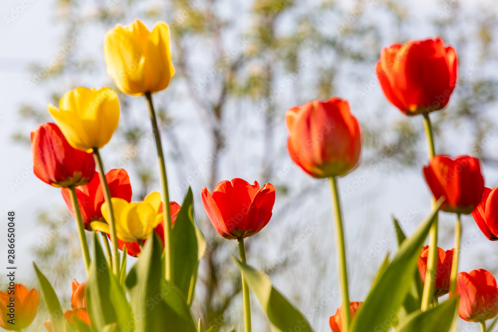 Red and yellow tulips on a green background Red and yellow tulips on a green background