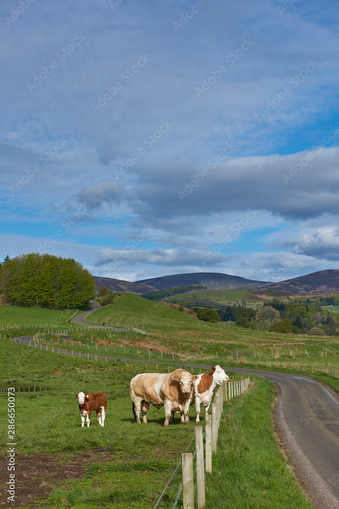 Cattle near the fence alongside a winding road in to Glen Prosen in the Angus Glens, with the hills and Hill farmland in the distance. Glen Prosen, Scotland. Cattle near the fence alongside a winding road in to Glen Prosen in the Angus Glens, with the hills and Hill farmland in the distance. Glen Prosen, Scotland.