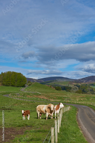Cattle near the fence alongside a winding road in to Glen Prosen in the Angus Glens  with the hills and Hill farmland in the distance. Glen Prosen  Scotland.