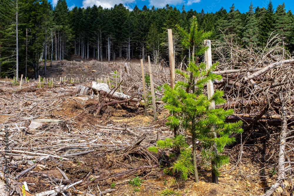 Reforestation and spruce sapling, Mont Pilat, France Reforestation and spruce sapling, Mont Pilat, France