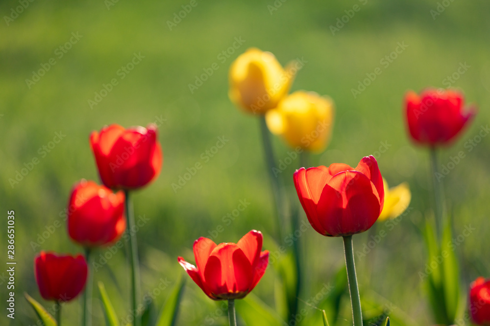 Red and yellow tulips on a green background Red and yellow tulips on a green background