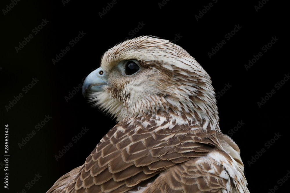 Fototapeta premium Close up head and shoulders portrait of a Saker Falcon (falco cherrug) bird of prey isolated against a black background