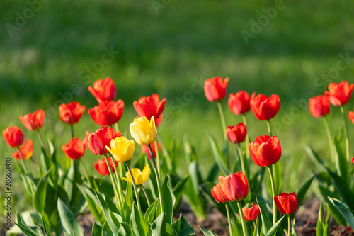 Red and yellow tulips on a green background © Sergei Malkov