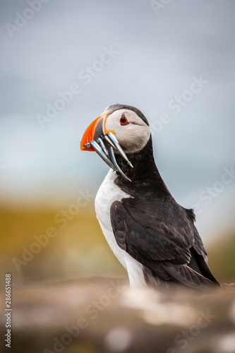 Portrait of  a Puffin with fish at the Isle of May © Marc Scharping