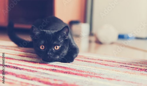 Portrait of a black british kitten playing at home