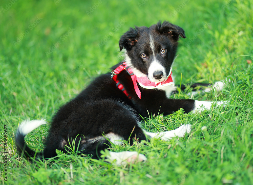 Fototapeta premium Border Collie