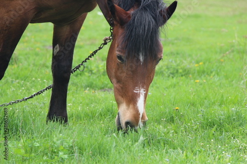 horse eating green grass