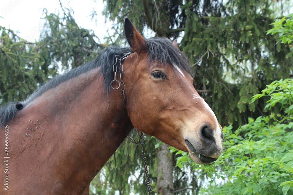 Fototapeta premium portrait of a horse