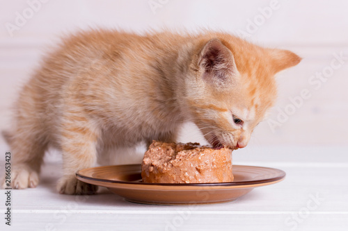 little ginger kitten eats wet food on white wooden background