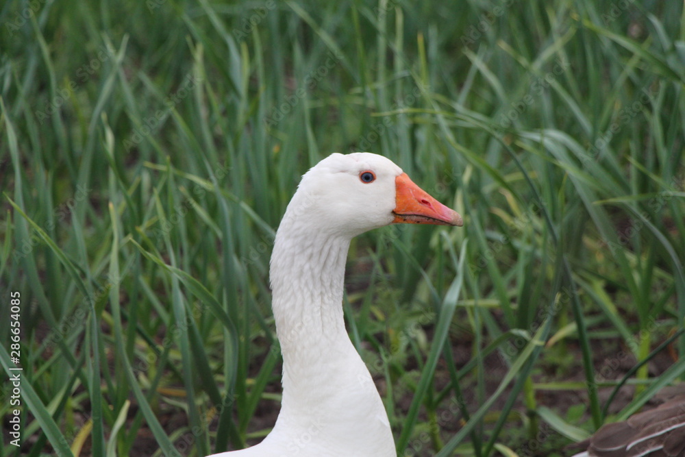 goose on green grass