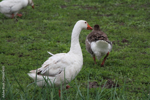 geese on green grass © Serhiy