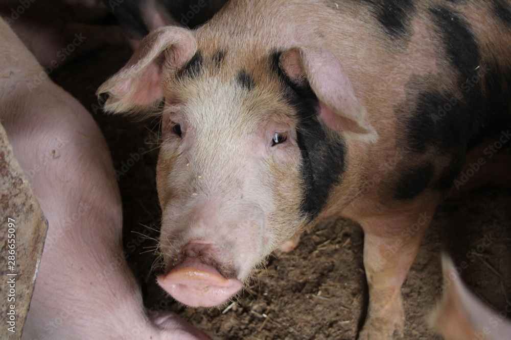 Fototapeta premium two pigs in stable