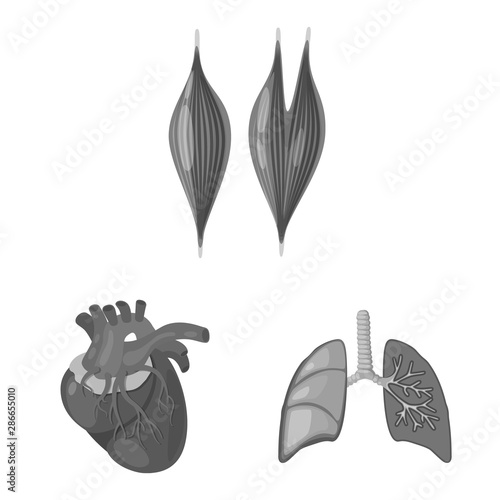 Isolated object of internal and medical icon. Collection of internal and health stock vector illustration.
