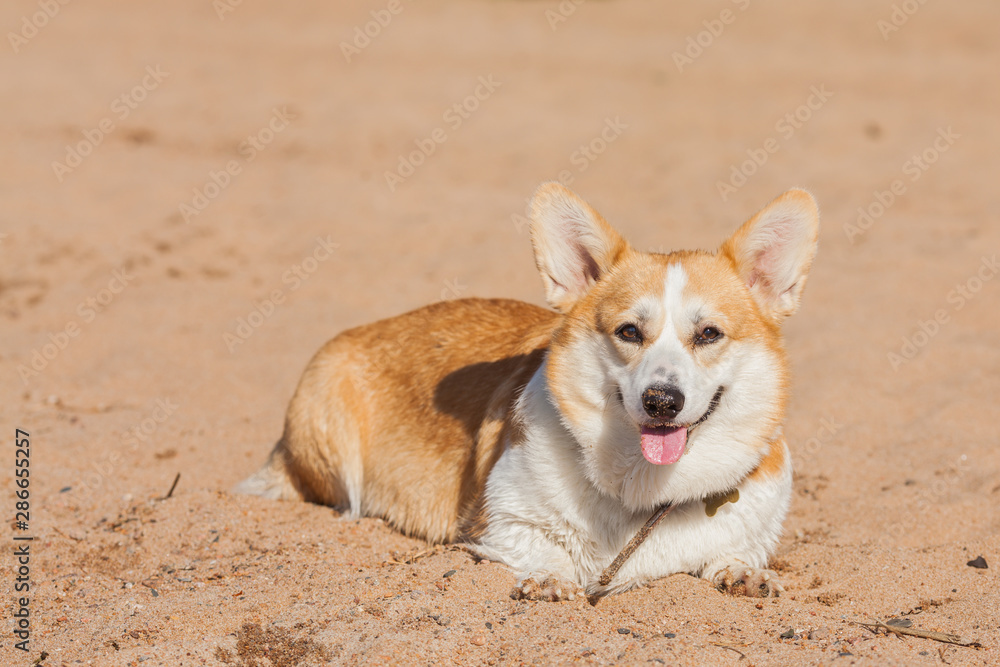 Welsh Corgi Pembroke. Beautiful dog on the beach. Sweet Corgi is smiling. Portrait of a dog in nature