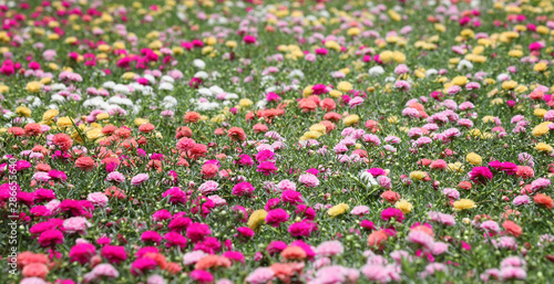 Colorful flowers of Portulace grandiflora or Common Purslane or Verdolaga or Pigweed or Pusley or Rosemoss