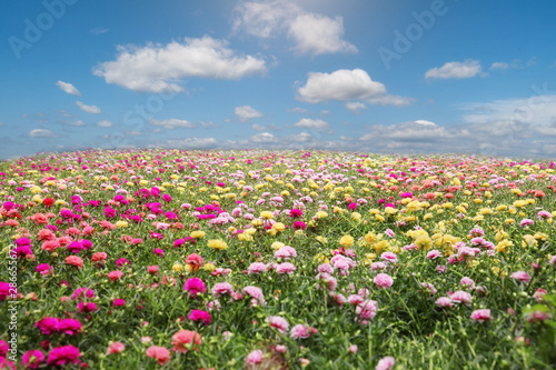 Colorful flowers of Portulace grandiflora or Common Purslane or Verdolaga or Pigweed or Pusley or Rosemoss with blue sky and cloud background.