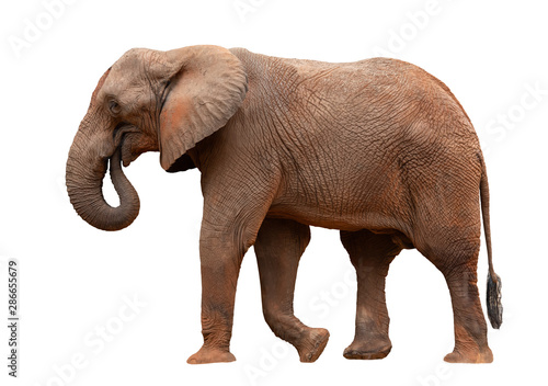 An African Elephant isolated on white background