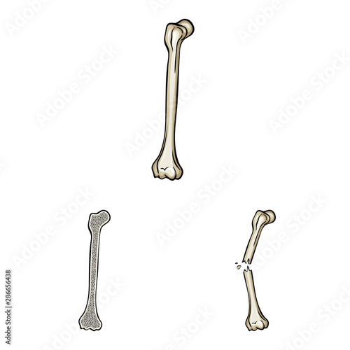 Isolated object of bone and skeleton icon. Set of bone and human stock vector illustration.