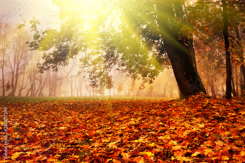 Beautiful autumn forest in the fog. Large tree lit by sunlight. Sunlight breaks through foliage and tree crowns