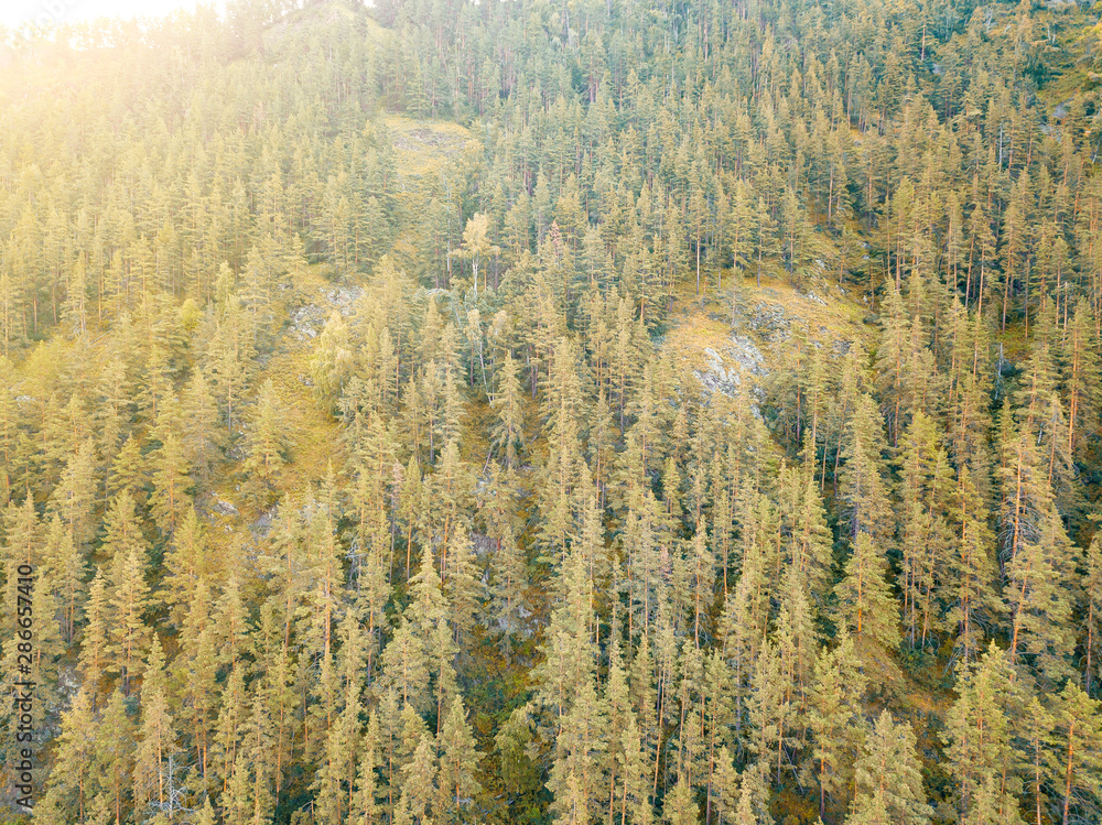 Aerial view of coniferous forest in the Altai mountains with yellow fir trees on a indian summer day. Freshness and naturalness of nature. Aerial view of coniferous forest in the Altai mountains with yellow fir trees on a indian summer day. Freshness and naturalness of nature.
