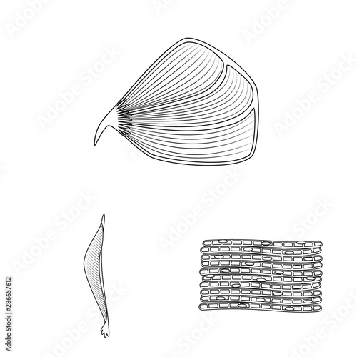 Vector design of fiber and muscular logo. Set of fiber and body stock symbol for web.