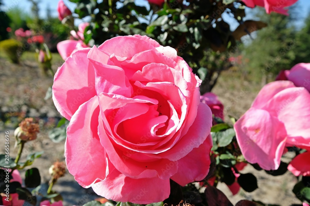 Beautiful bright pinkish rose in its full-bloom stage. Beautiful bright pinkish rose in its full-bloom stage.