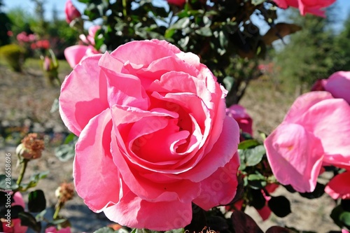Beautiful bright pinkish rose in its full-bloom stage.