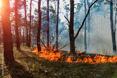 Fototapeta Naklejka Na Ścianę i Meble -  Forest fire. Burned trees after forest fires and lots of smoke.