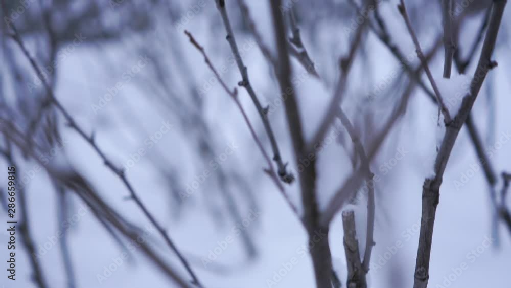 Winter season - close up on frozen trees. Handheld cinematic shot Winter season - close up on frozen trees. Handheld cinematic shot