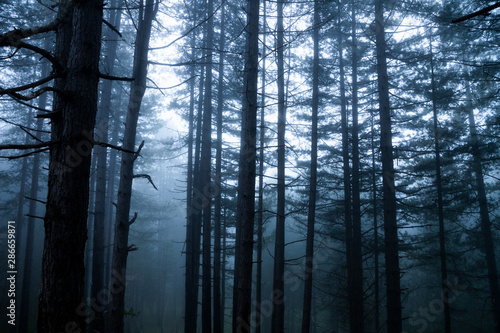 Forest in the fog