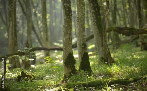 Morning in forest