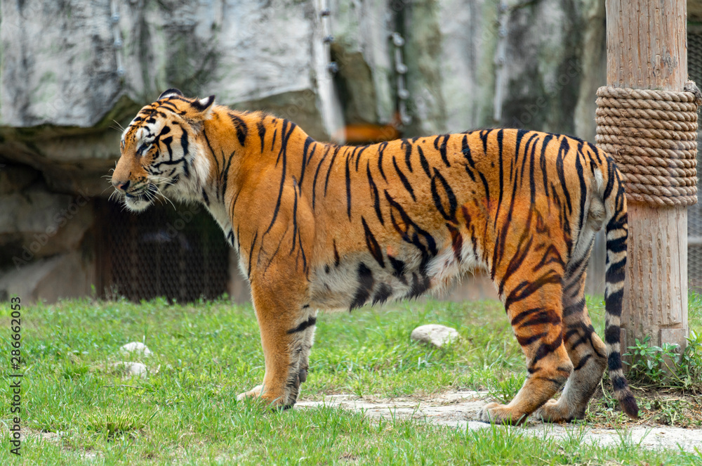 Bengal tiger in Shanghai Safari Park