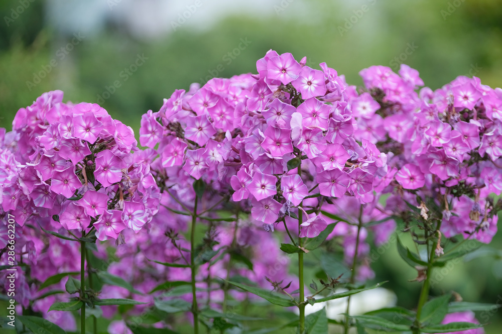 Flowers of lilac flox, summer in the garden. Flowers of lilac flox, summer in the garden.