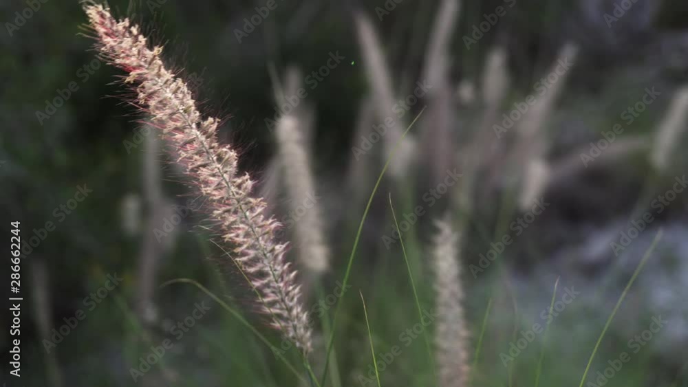 Blooming Grass blows in the wind. Background is out of focus Blooming Grass blows in the wind. Background is out of focus