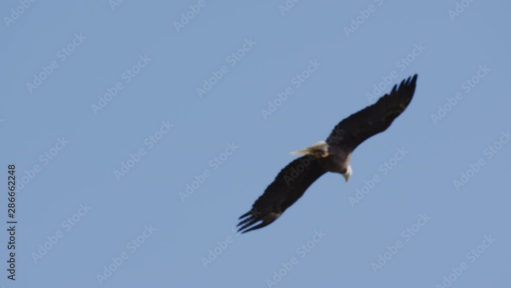 An American Bald Eagle flies isolated in a bright blue sky. National Symbol of Patriotic Freedom for the United States of America An American Bald Eagle flies isolated in a bright blue sky. National Symbol of Patriotic Freedom for the United States of America