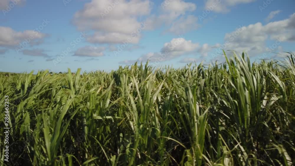 A side close shot of sugarcane plants moving in a windy day under a sky plenty of cumulus. A side close shot of sugarcane plants moving in a windy day under a sky plenty of cumulus.