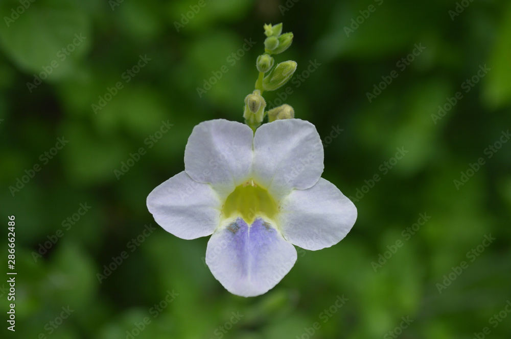 Chinese violet flower from Central of Thailand Chinese violet flower from Central of Thailand