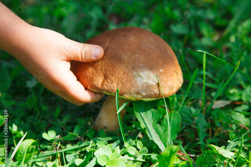 children pick mushrooms
